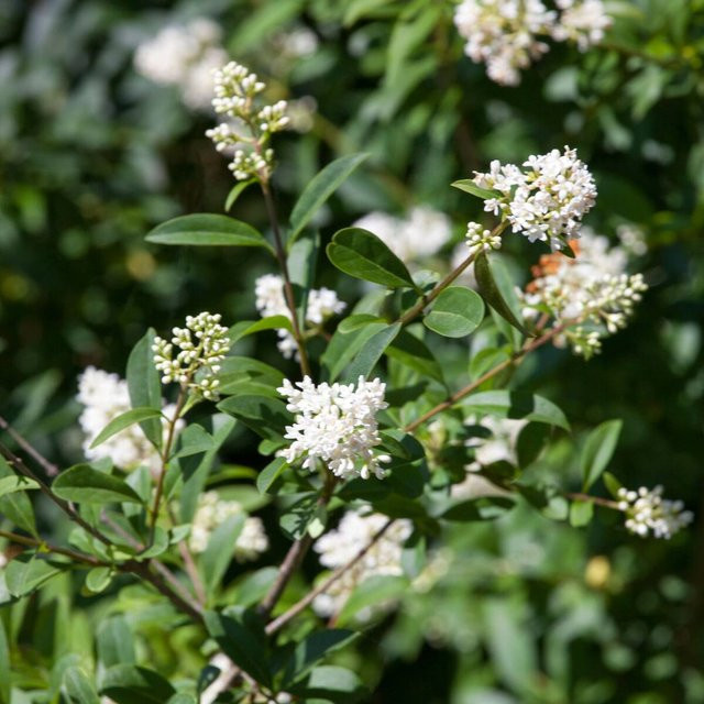 Ovalblättriger Liguster als weiße Heckenpflanze von Mein schöner Garten Shop - Bild 1