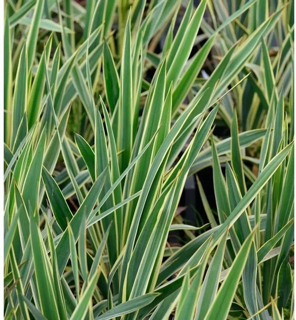 Yucca filamentosa Palmlilie Bright Edge im Topf von Nr-01.de - Bild 1