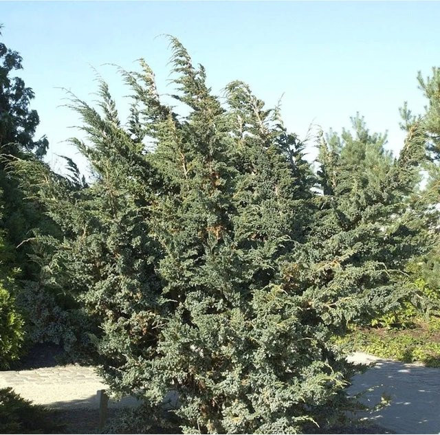 Blauzeder Wacholder Juniperus squamata grün, Höhe: 20-25 cm - Bild 1
