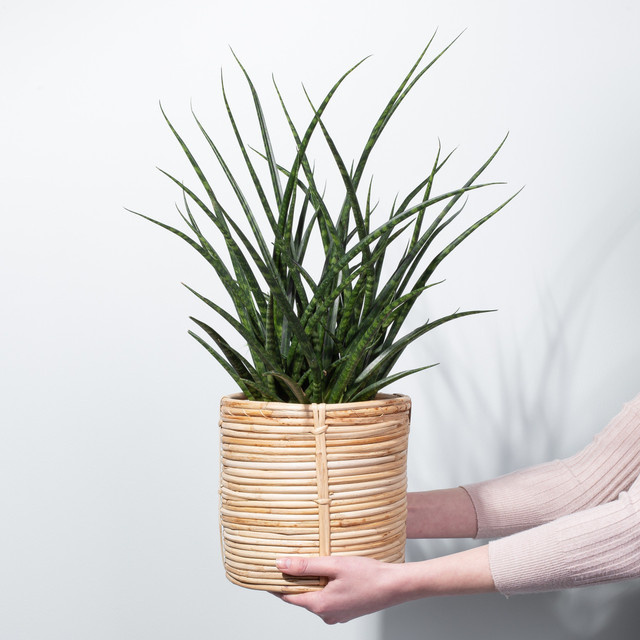 Bogenhanf Fernwood Punk von BLUME2000, grün gestreift, Höhe: 70 cm, Breite: 40 cm, Tiefe: 1 cm - Bild 1