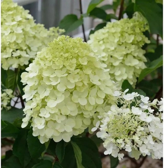 Hochstamm Rispenhortensie Little Spooky Hydrangea paniculata in Weiß, Höhe: 40-60 cm - Bild 1