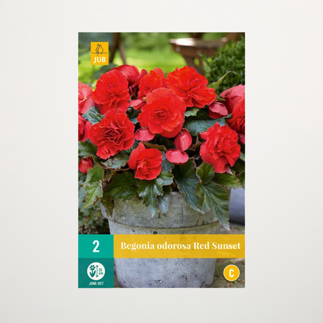 Duft-Begonie Odorosa Red Sunset von BLUME2000, 2 Knollen - Bild 1