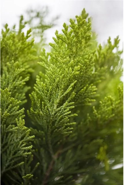 Chamaecyparis awsoniana Alumigold Zypresse als Heckenpflanze, gelb-grün, Höhe: 100-125 cm - Bild 1