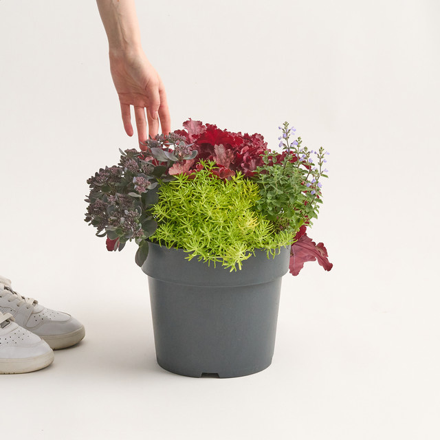 Herbstzauber Mix 4 Balkonbeetpflanzen von BLUME2000 für Blumenkübel und Balkonkästen - Bild 1
