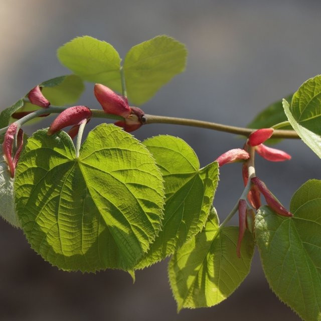 Bio Sommerlinde Baum von Kwekerij Koperwiek - Bild 1