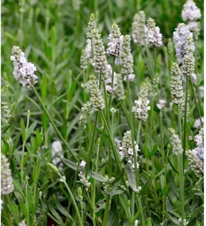 Echter Lavendel Hidcote White Lavandula angustifolia in Weiß von Nr-01.de