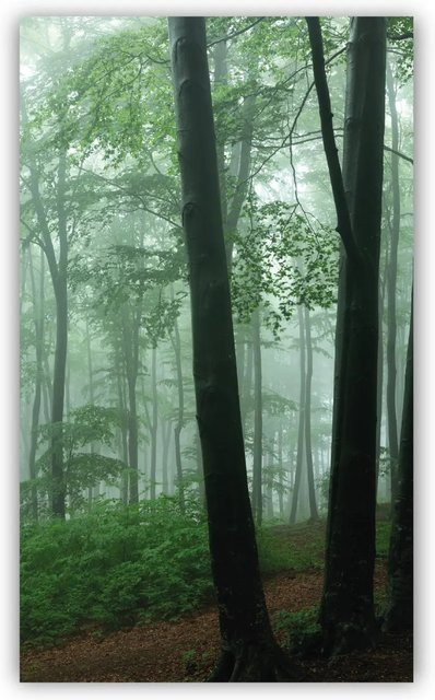 Walllux Duschrückwand Nebel im Wald aus Alu-Verbund, Breite: 150 cm, Höhe: 255 cm, Stärke: 3 mm - Bild 1