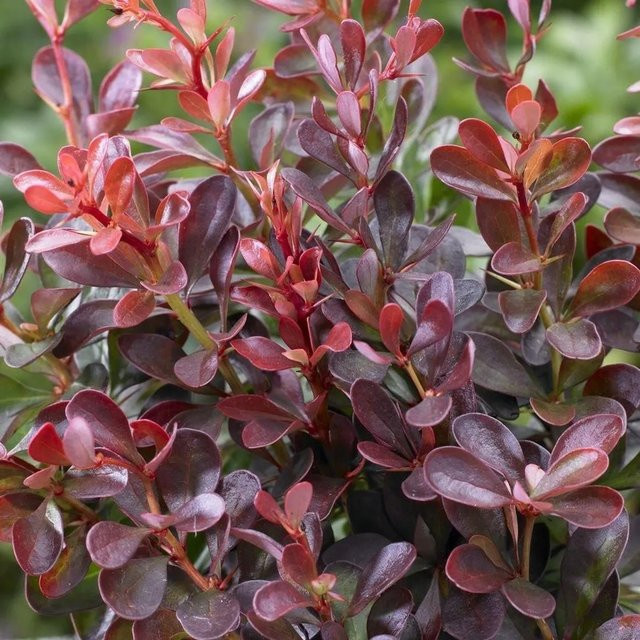 Arborix Berberitze Atropurpurea Nana Berberis thunbergii Zwergstrauch im Container, Höhe: 20 bis 25 cm - Bild 1