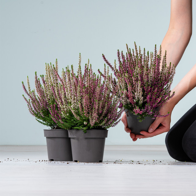 Besenheide Beauty Lady Wildberry Wonder Calluna vulgaris von BLUME2000, 3 Stück - Bild 1