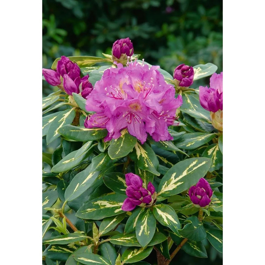 Rhododendron Hybr. Goldflimmer Gelb-Grün Panaschiert, Zierstrauch 40–50 cm - Bild 2