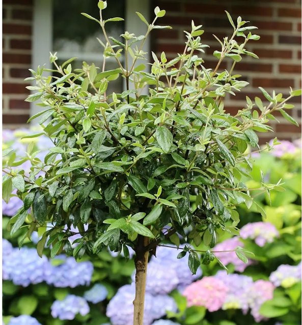 Hochstamm Osterschneeball Conoy Viburnum burkwoodii von Nr-01.de, Höhe: 80-100 cm - Bild 1