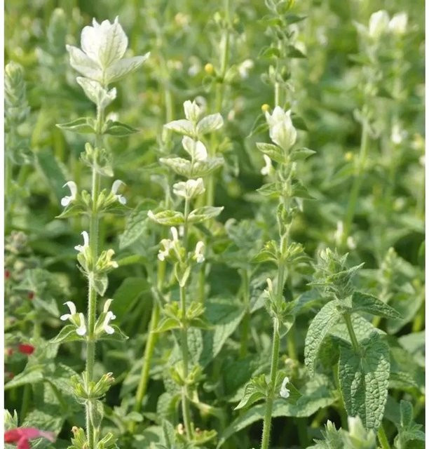 Wiesen Salbei Swan Lake Salvia pratensis blaue Staude für den Garten von Nr-01.de - Bild 1