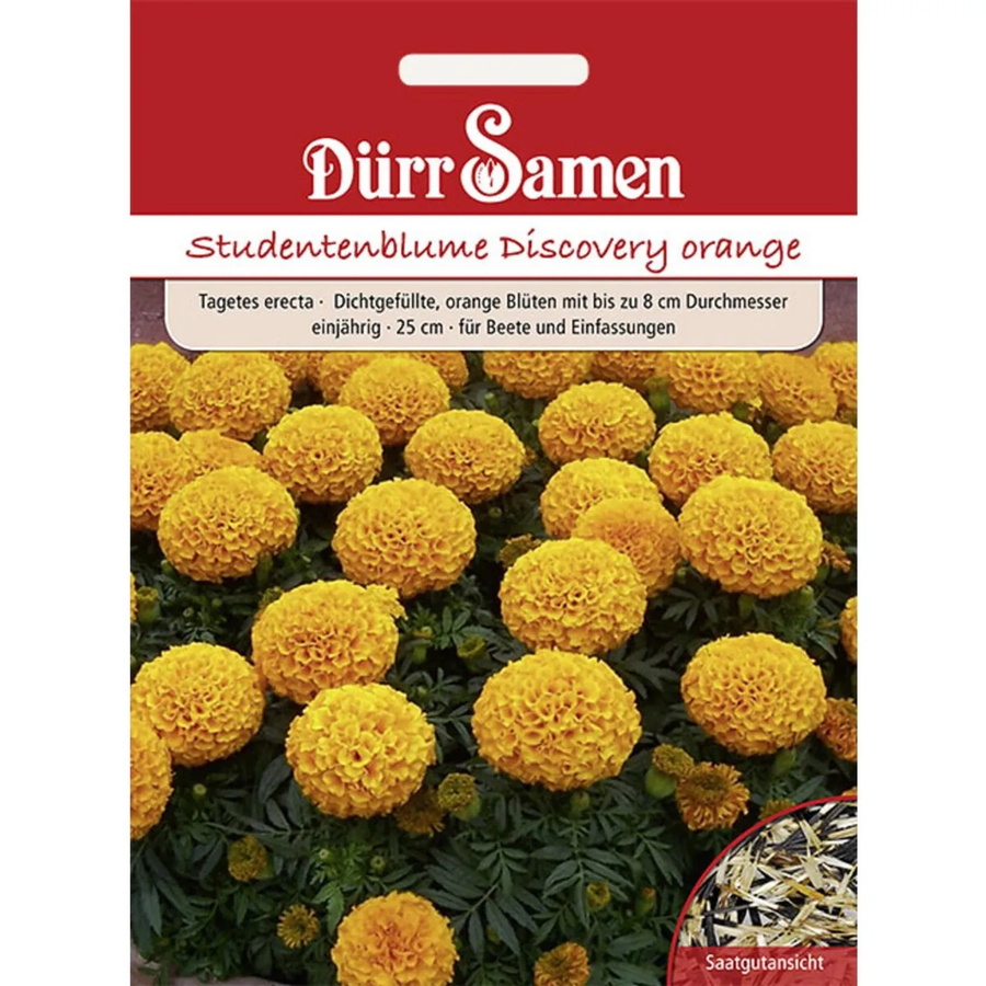 Dürr Studentenblumen Discovery Orange Einjähriges Saatgut für das Beet - Bild 2