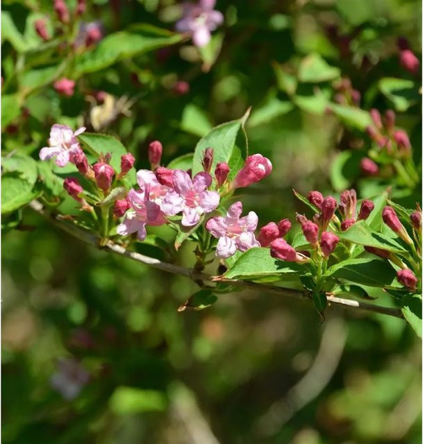 Weigela florida Ziergehölz Majorie in Purpur, Schneeweiß und Pink, Höhe: 80-100 cm - Bild 1