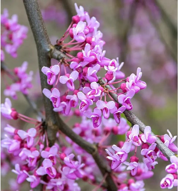 Kanadischer Judasbaum Blackpearl Cercis canadensis als Zierbaum für den Garten, Höhe: 80-100 cm - Bild 1