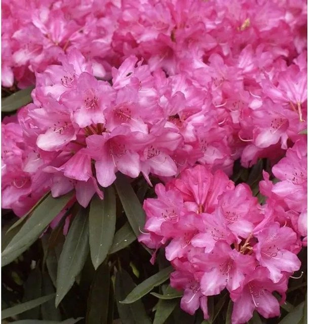 Rhododendron makinoi Rosa Perle Strauch in Rosa und Grün, Höhe: 25-30 cm - Bild 1