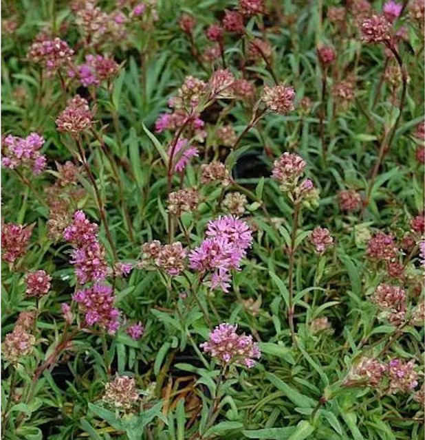 Alpenpechnelke Lychnis alpina als winterharte Staude für Steingarten, Staudengarten und Blumenbeet von Nr-01.de - Bild 1