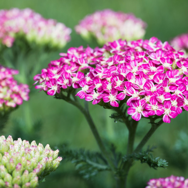 BIO Schafgarbe Cerise Queen BLUME2000 Staude, 3 Stück - Bild 1