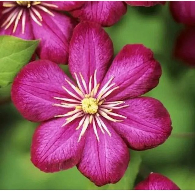 Clematis Ville de Lyon Kletterpflanze in Rot und Lila, Höhe: 150 cm - Bild 1