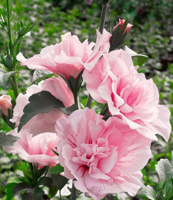 Gefüllter Hibiskus Chiffon pink - Bild 1