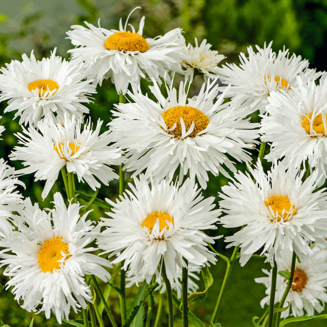 BIO Großblumige Garten-Margerite Leucanthemum x superbum Snowdrift von BLUME2000, 3 Stück - Bild 1
