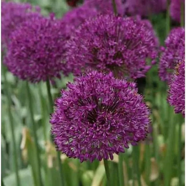 Zierlauch Purple Sensation Allium aflatunense in lila für den Rabattingarten - Bild 1