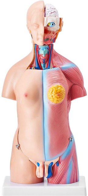 Buying Solutions, MB, Menschlicher Körpermodell, Anatomisches Modell des menschlichen Rumpfes, 23 Teile - Bild 1