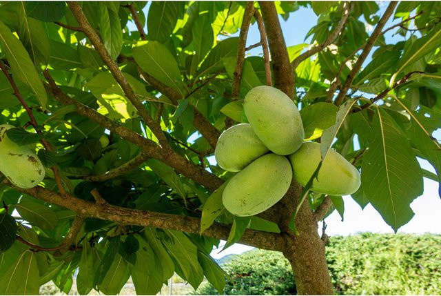 Asimina triloba Indianerbanane Sunflower Papau Pawpaw, winterhart, Höhe: 180 cm - Bild 1