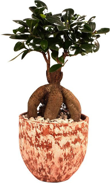Ginseng-Bonsai Ficus Porto als Zimmerpflanze im Topf von Mein schöner Garten Shop - Bild 1