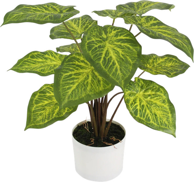 Künstliche Caladium Lima von Aplanta, Höhe: 62 cm - Bild 1