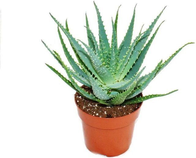 Exotenherz Aloe Aborescens Sukkulente in grünem 19cm Topf - Bild 1