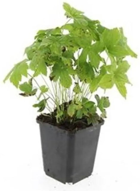 Exotenherz Set mit 12 Knotiger Storchschnabel Geranium Nodosum Bodendecker in 9cm Töpfen, lila-grün, mehrjährig - Bild 1