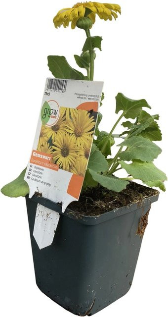 GROW by OBI Kaukasus-Gämswurz Doronicum Gelb im Topf - Bild 1