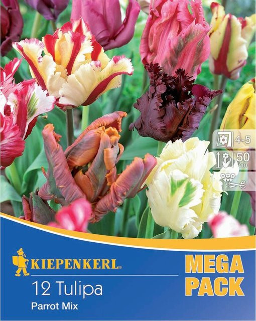 Kiepenkerl Papageien-Tulpen Mischung, bunte Blumenzwiebeln im Mega-Pack - Bild 1