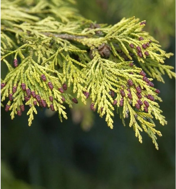 Gelbe Gartenzypresse Golden Wonder Chamaecyparis awsoniana von Nr-01.de - Bild 1