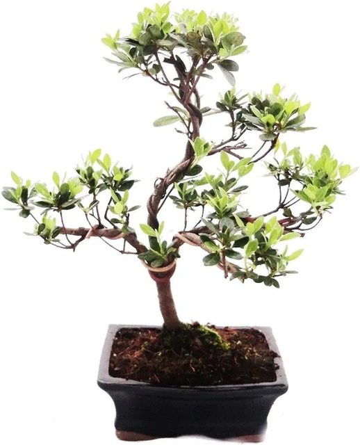Exotenherz Rhododendron Simsii Azalee Outdoor Bonsai in Pink und Grün im Keramiktopf, Topfgröße: 15 cm - Bild 1