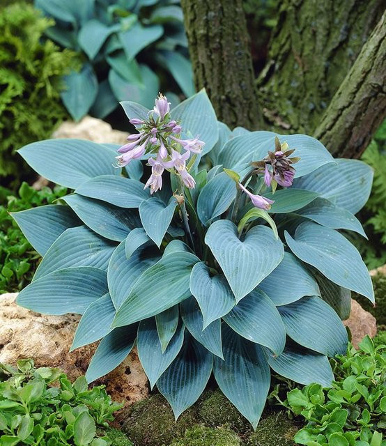 Riesen-Hosta blau Halcyon - Bild 1