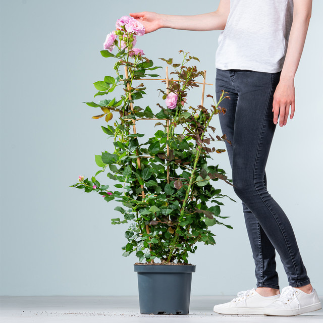Kletterrose Lovely Parfuma von BLUME2000 in Rosa - Bild 1