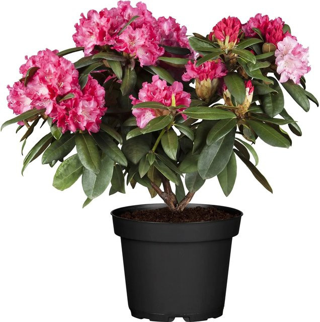 GROW by OBI Yaku-Rhododendron Percy Wiseman in Gelb und Pink, Höhe ca. 20 - 30 cm, Topf ca. 5 Liter - Bild 1