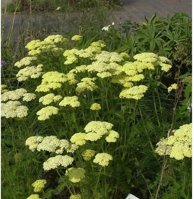 Schafgarbe Achillea filipendulina Hella Glashoff in Gelb als mehrjährige Pflanze im Topf - Bild 1