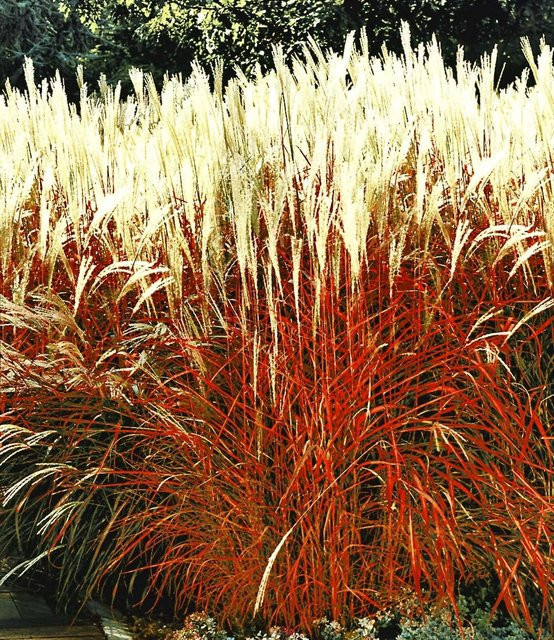 Ziergras Indian Summer - Bild 1
