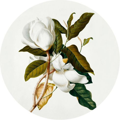 K&L Wall Art Vliestapete Runde Vliestapete Ehret Botanik Magnolia Vintage mehrfarbig matt - Bild 1