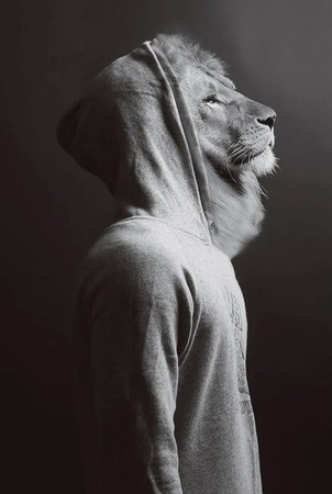 Art Universe Glasbild Löwe im Hoodie modern Illustration Grau B: 60 cm, H: 90 cm