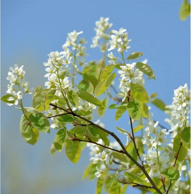 Amelanchier alnifolia Erlenblättrige Felsenbirne Saskatoon Berry Strauch, 40-60 cm Höhe - Bild 1