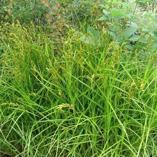 6er Set Arborix Palmwedel-Segge Carex muskingumensis als mehrjährige Zierpflanze im 9cm Topf, Hellgrün - Bild 1