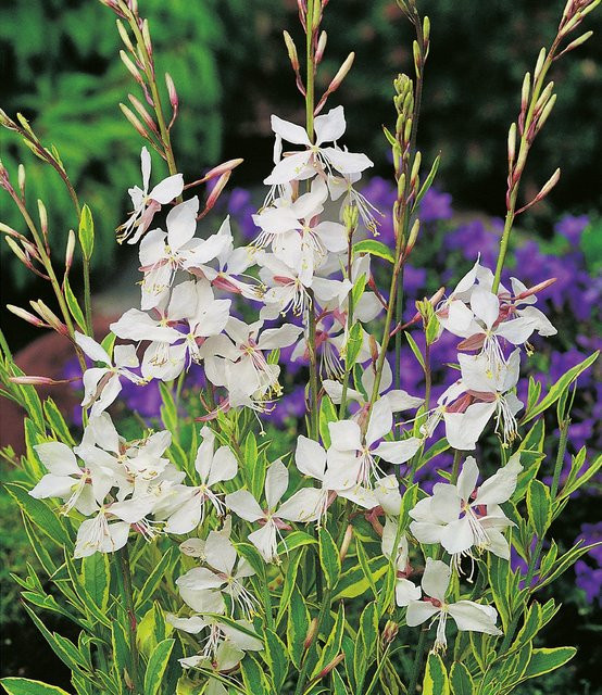 Prachtkerze Gaura Weiß - Bild 1