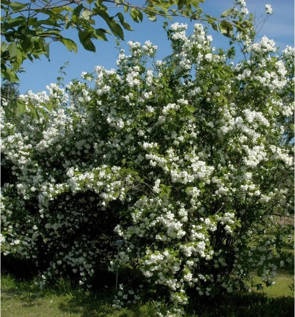 Zwerg Jasmin Little White Love Philadelphus coronarius weiße Heckenpflanze für Beete und Kübel - Bild 1