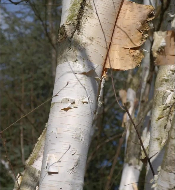 Weißrindige Himalaja-Birke Betula utilis von Nr-01.de, Höhe: 100-125 cm - Bild 1