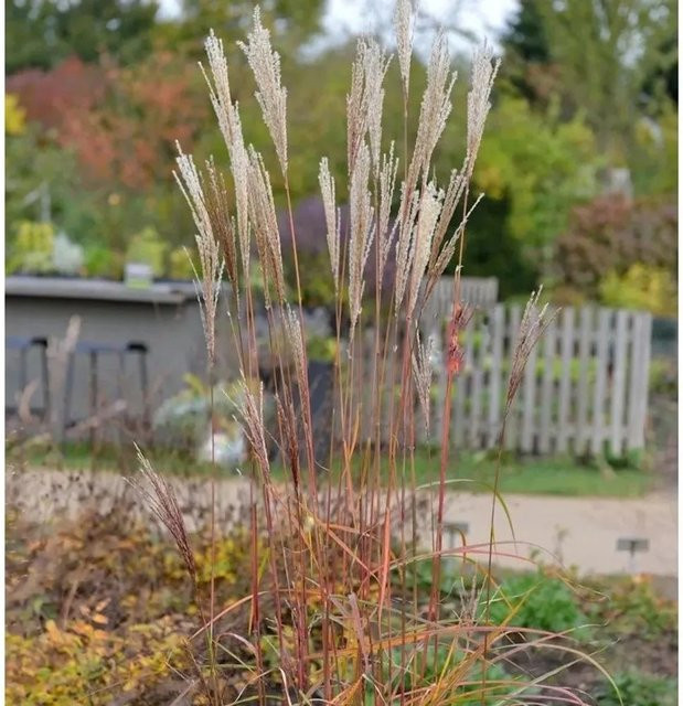 Chinaschilf Little Miss Miscanthus sinensis Ziergras in XXXL Topf, Pink/Lila - Bild 1