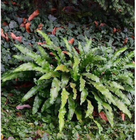 Hirschzungenfarn Asplenium scolopendrium grüne Zimmerpflanze von Nr-01.de